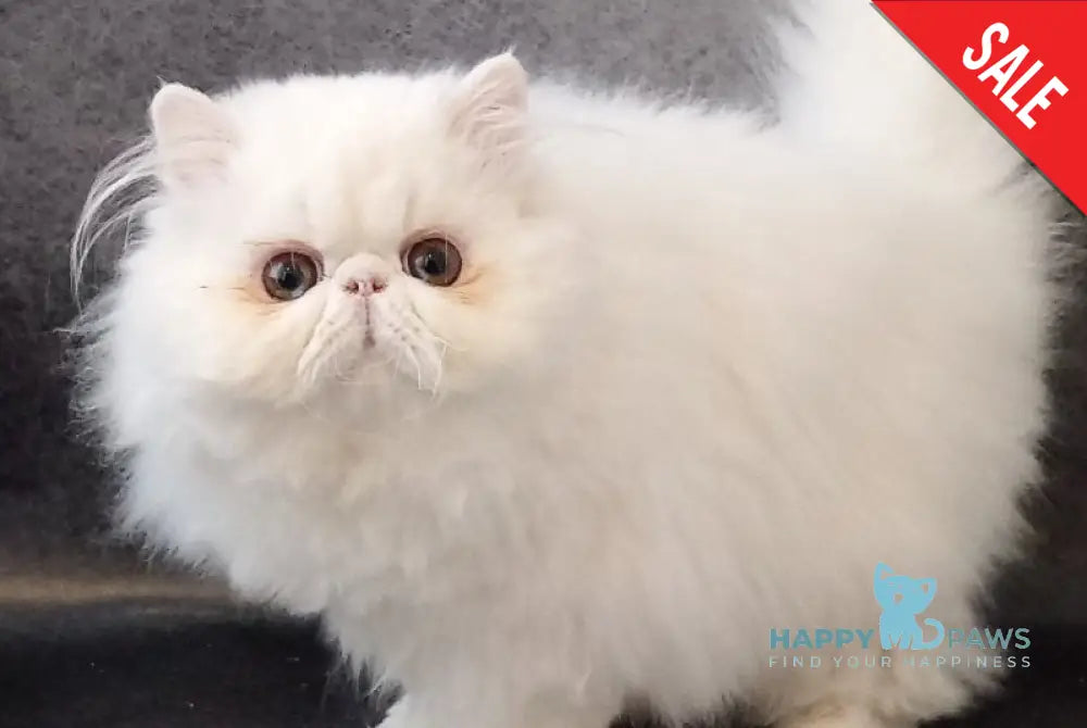 Luka Persian male white live animals