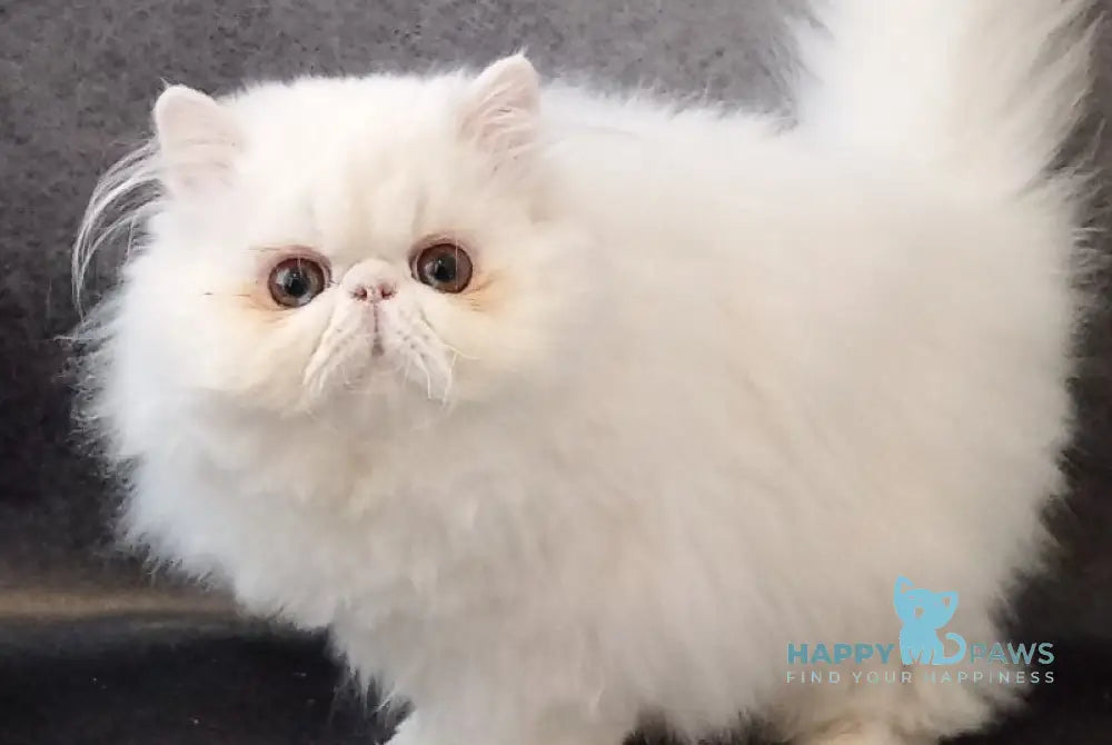 Luka Persian male white live animals