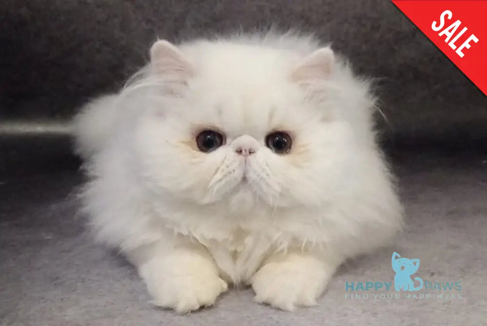 Luka Persian male white live animals