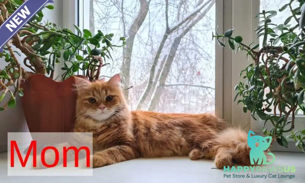 Luka Siberian male cream silver tabby - live animals