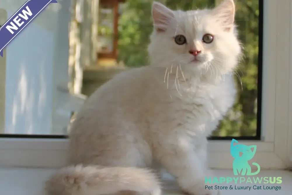 Luka Siberian male cream silver tabby - live animals