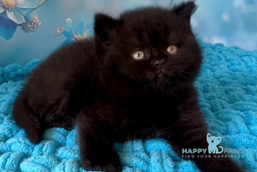 Lukas British Shorthair male black live animals