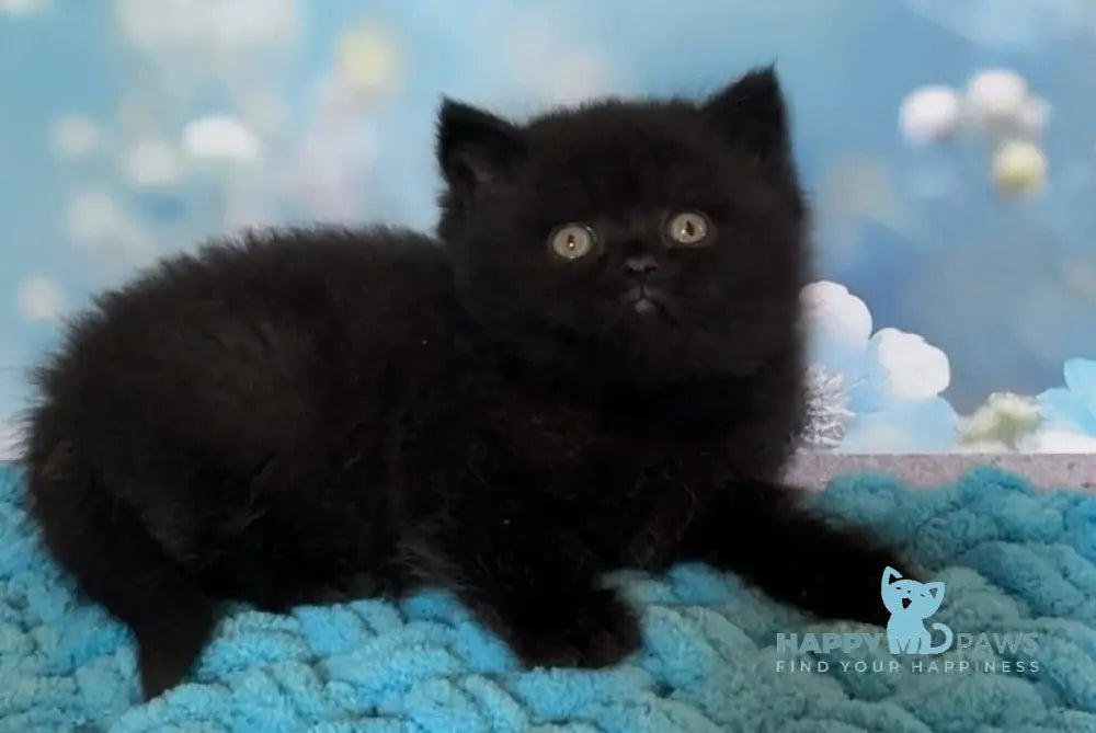 Lukas British Shorthair male black live animals