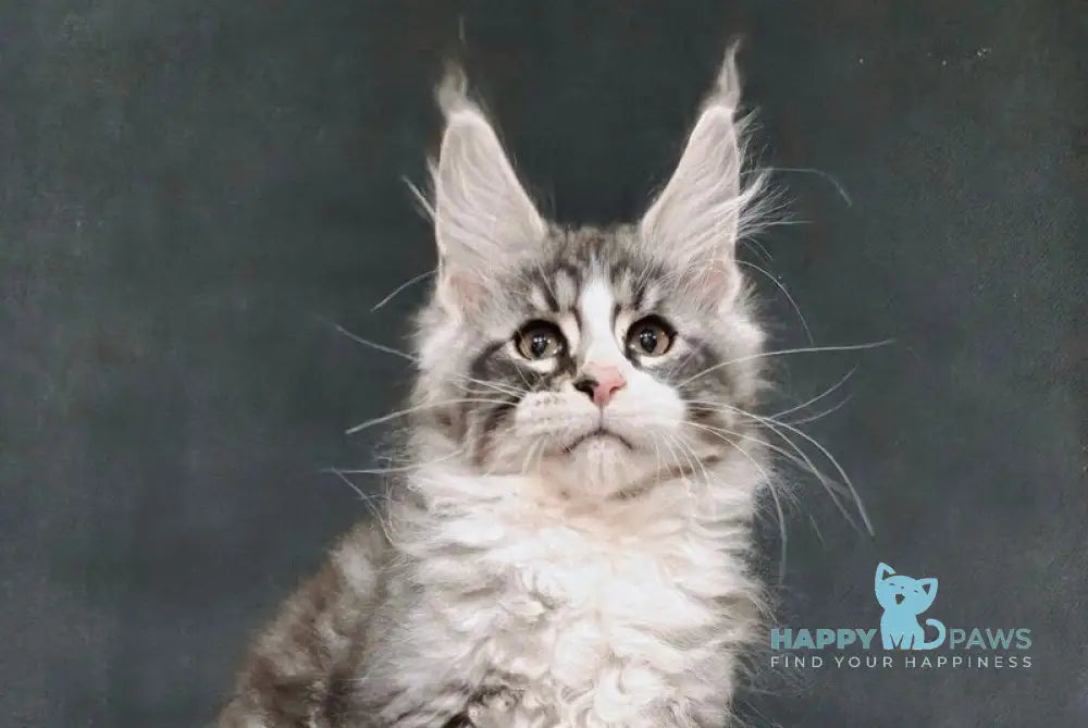 Lukas Maine Coon male black silver tabby with white live animals