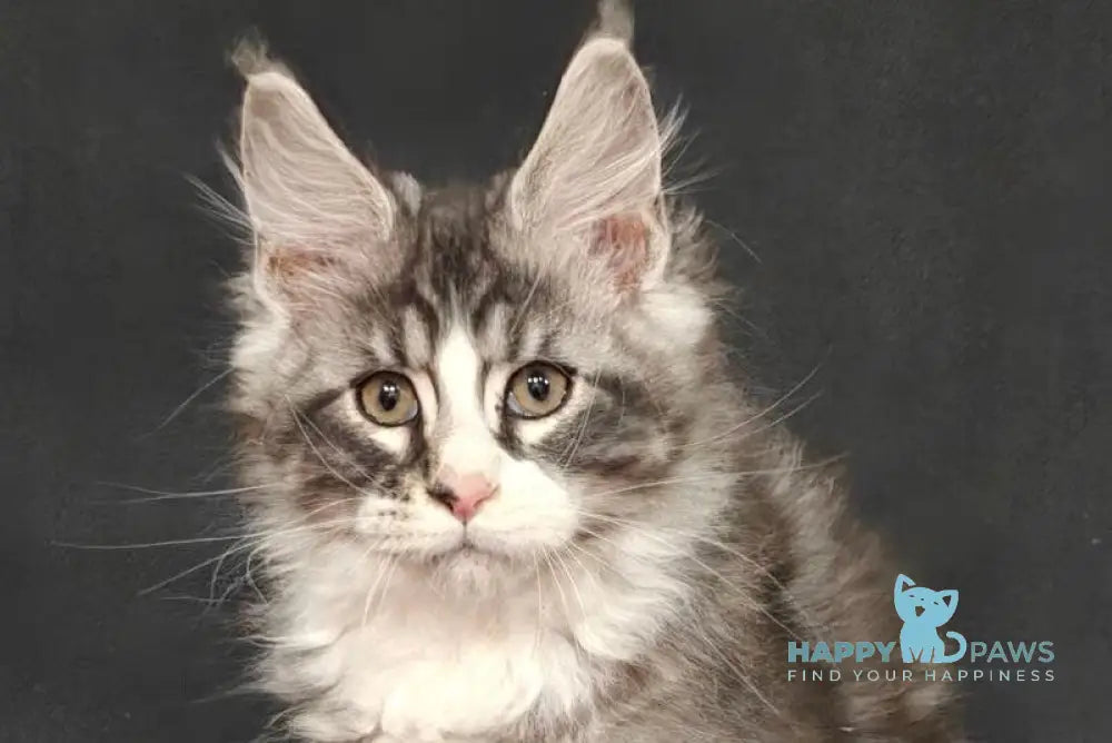 Lukas Maine Coon male black silver tabby with white live animals