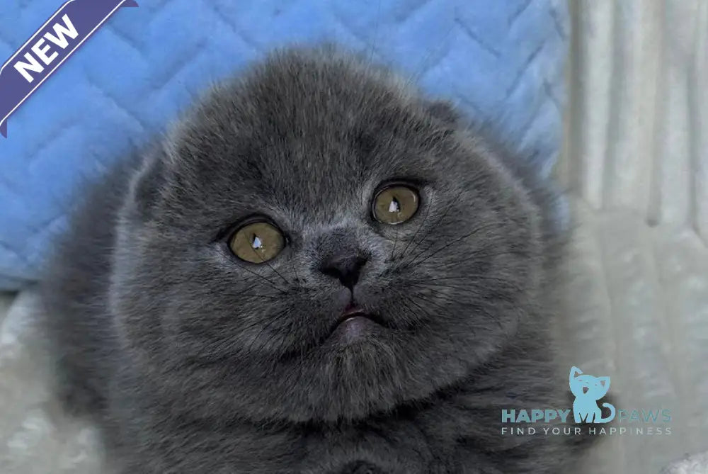Lukas Scottish Fold male blue live animals