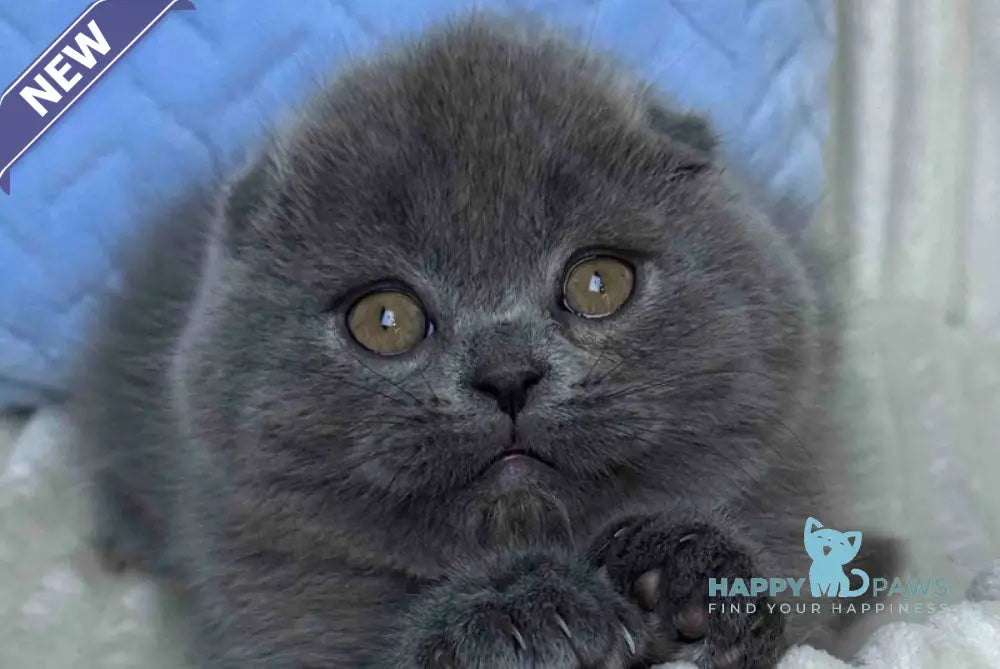 Lukas Scottish Fold male blue live animals