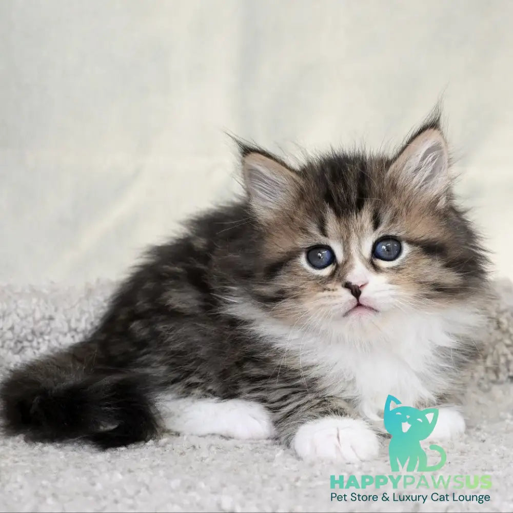 Lukas Siberian male black spotted tabby with white - live animals
