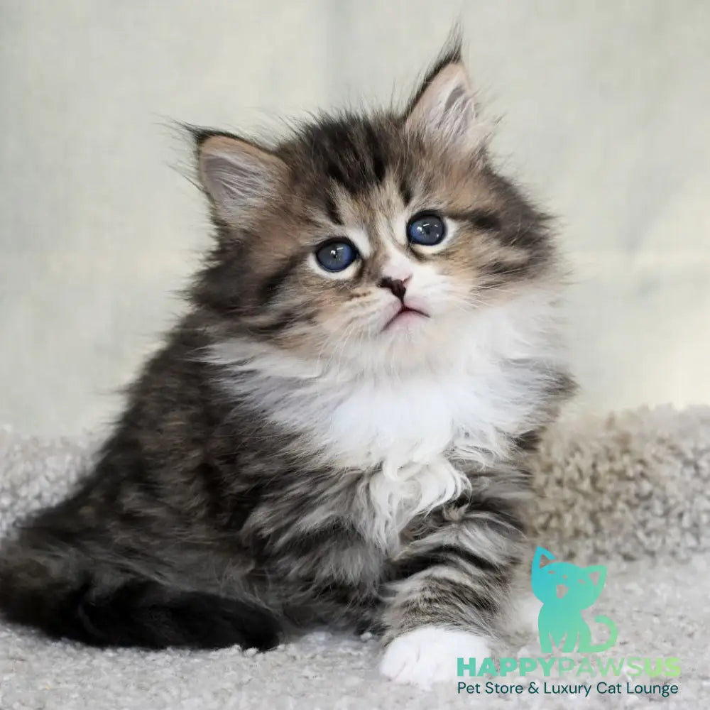 Lukas Siberian male black spotted tabby with white - live animals
