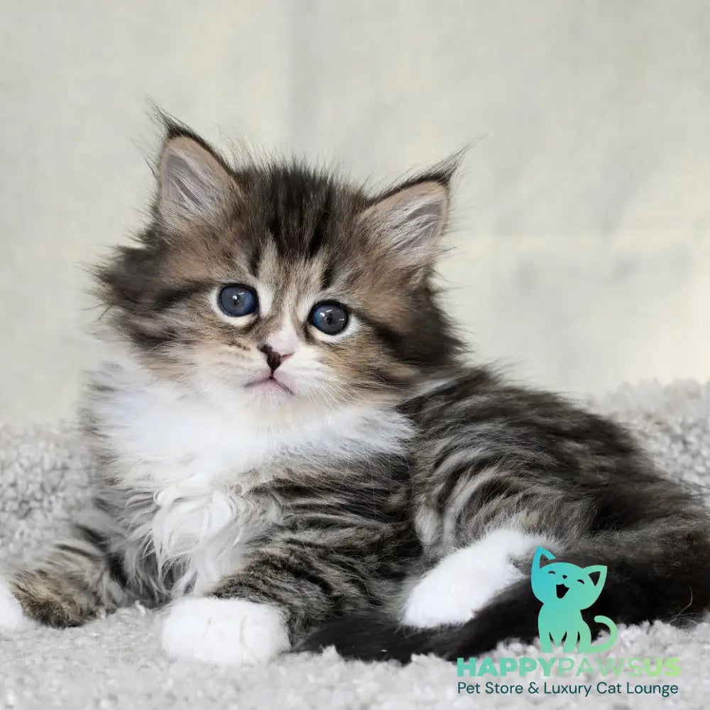 Lukas Siberian male black spotted tabby with white - live animals