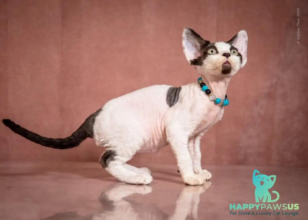 Luke Devon Rex male black harlequin - live animals
