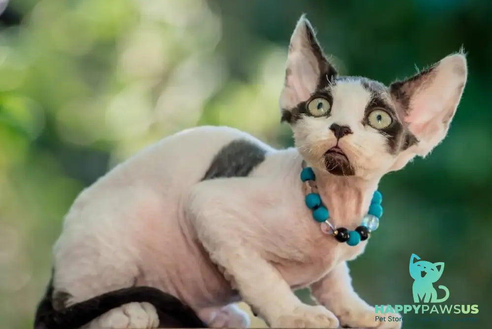 Luke Devon Rex male black harlequin - live animals