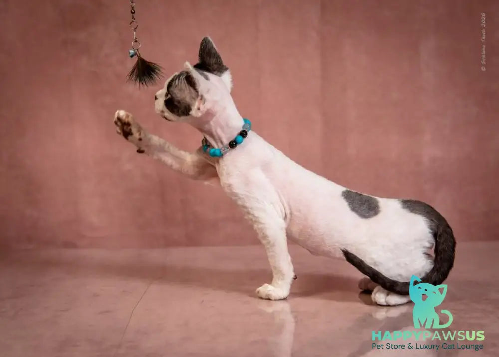 Luke Devon Rex male black harlequin - live animals