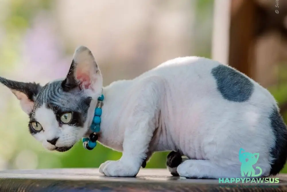 Luke Devon Rex male black harlequin - live animals
