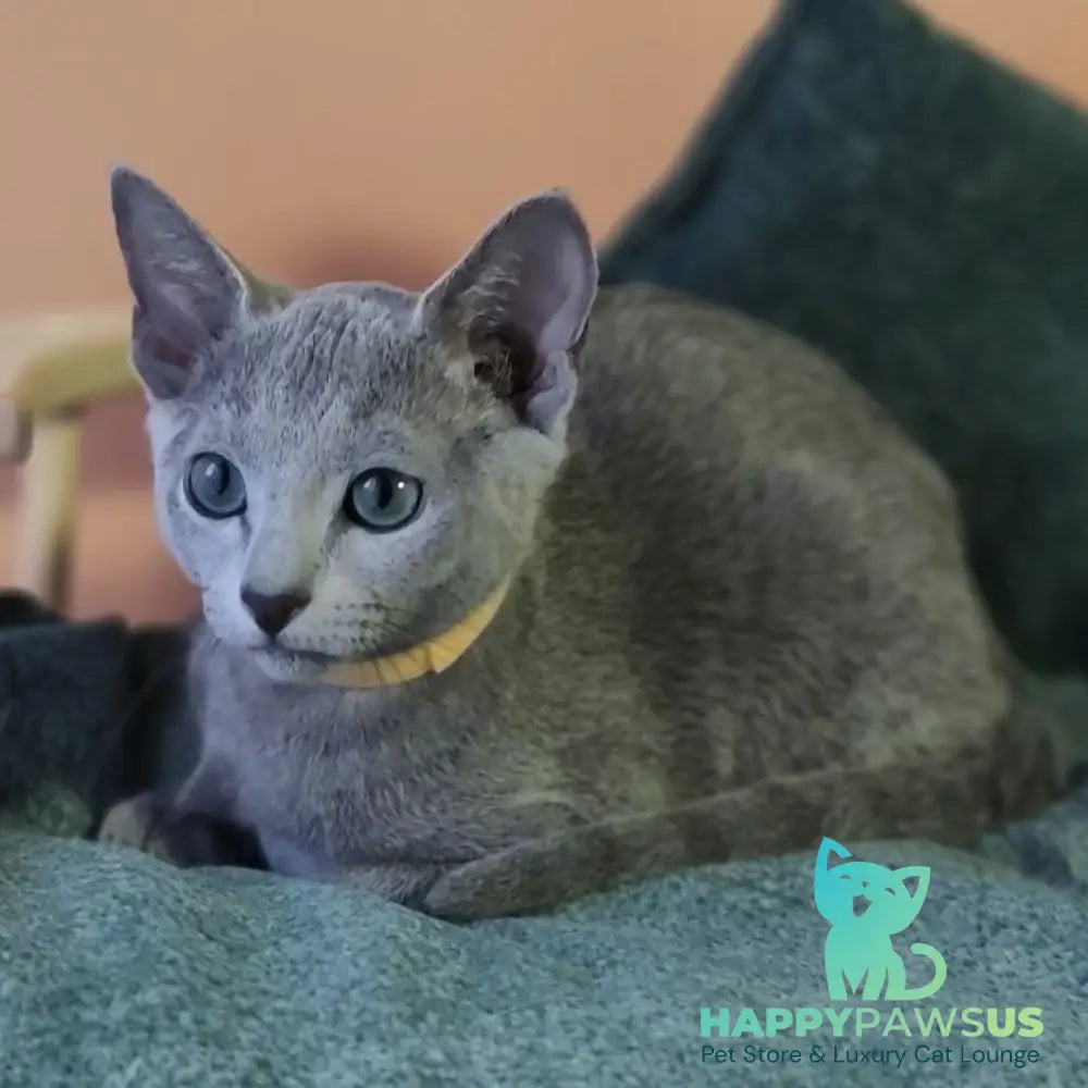 Luke Russian Blue male blue - live animals