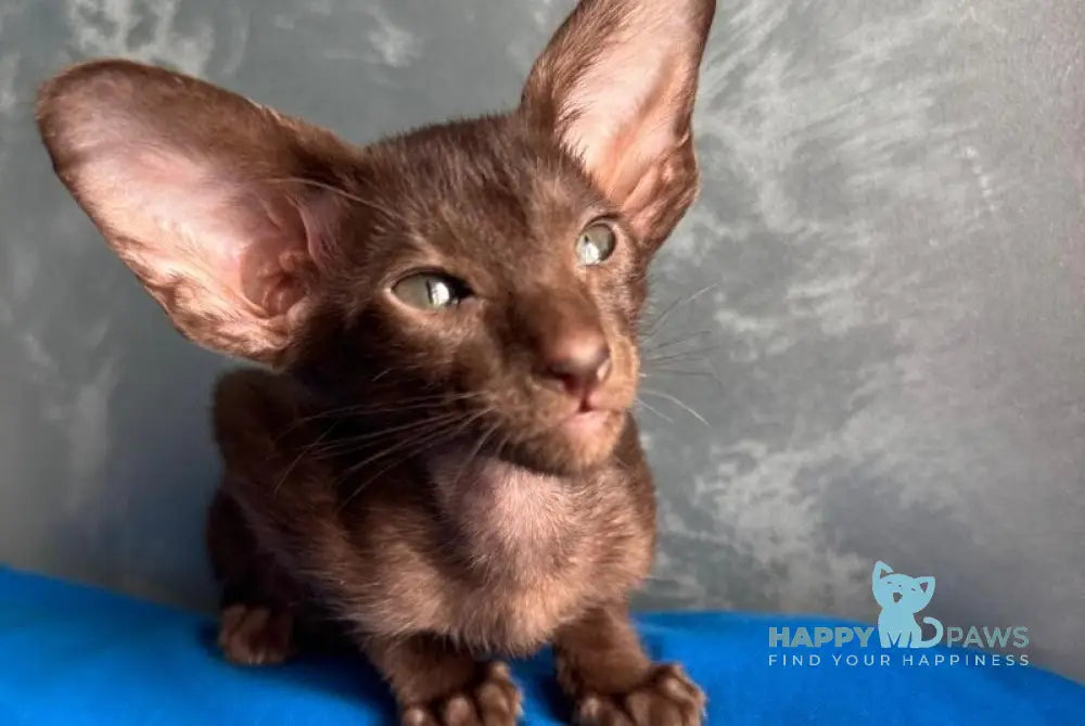 Lukeria Oriental Shorthair female chocolate - live animals