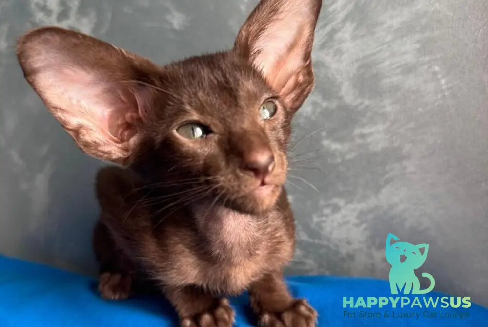 Lukeria Oriental Shorthair female chocolate - live animals