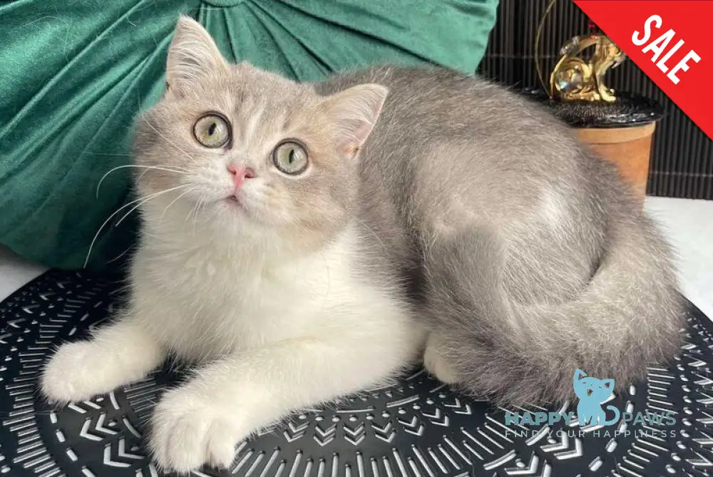 Lukerya Scottish Straight female blue golden bicolour live animals