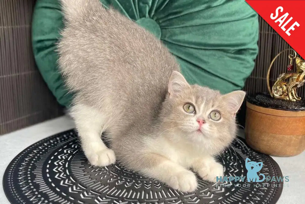 Lukerya Scottish Straight female blue golden bicolour live animals