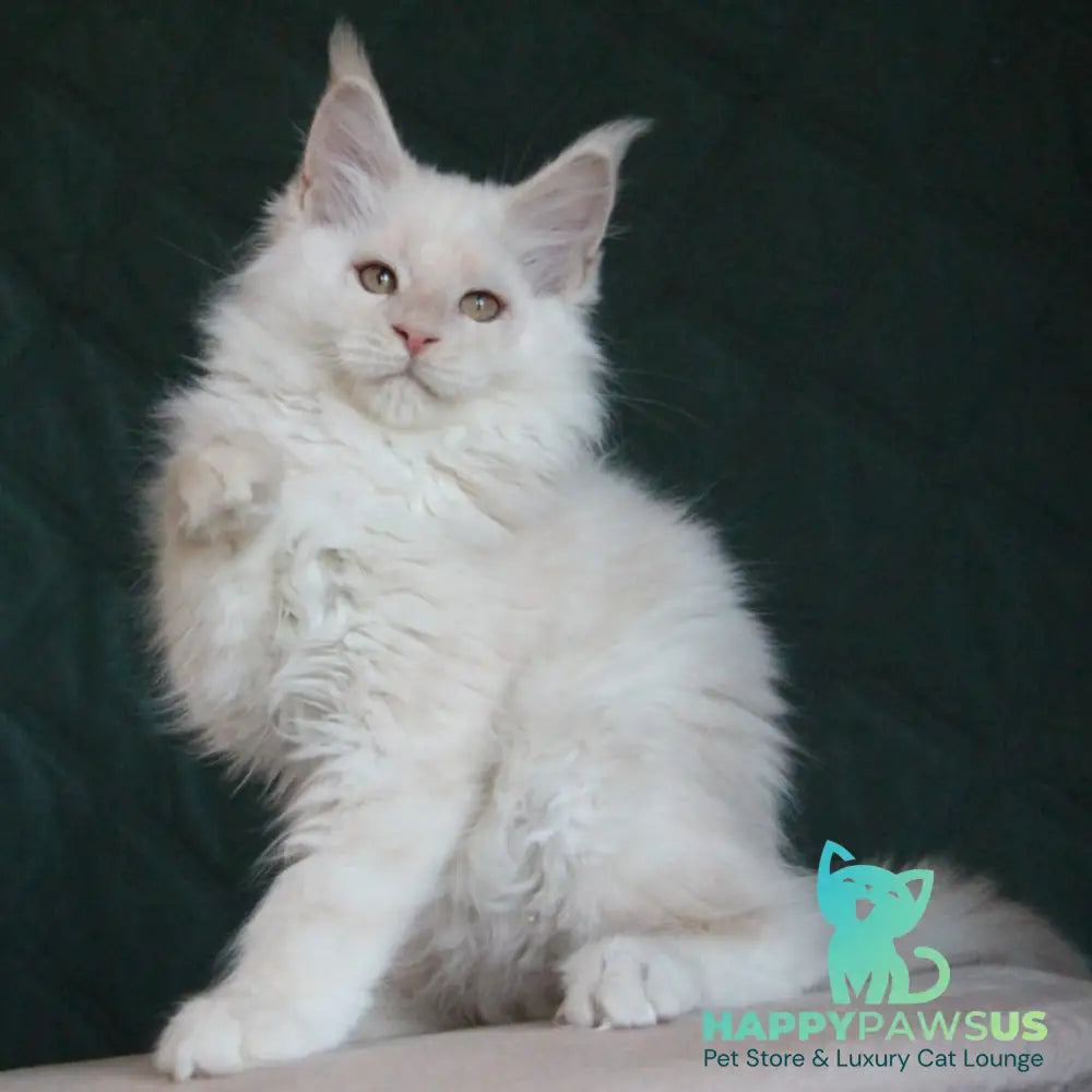 Lukum Maine Coon male red silver tabby - live animals