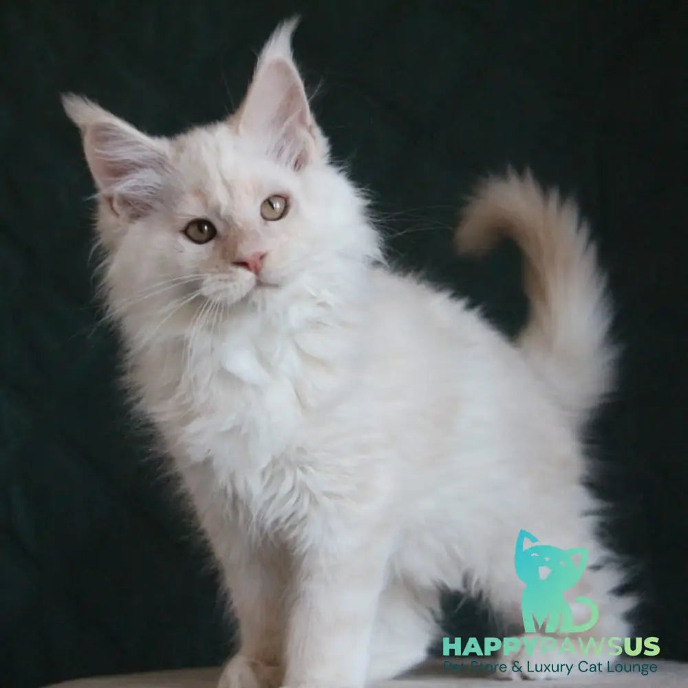 Lukum Maine Coon male red silver tabby - live animals