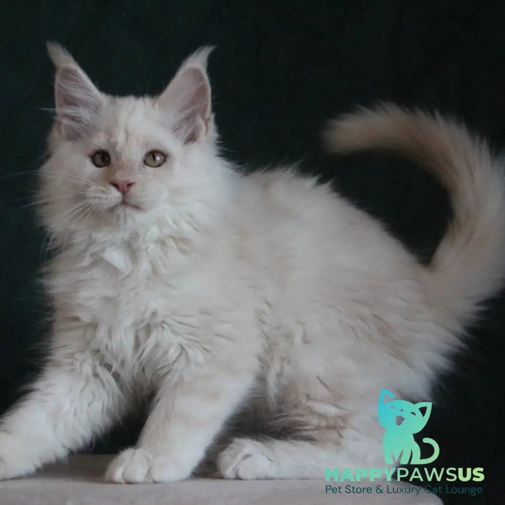 Lukum Maine Coon male red silver tabby - live animals