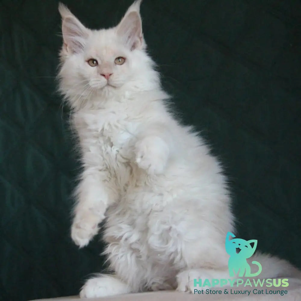 Lukum Maine Coon male red silver tabby - live animals