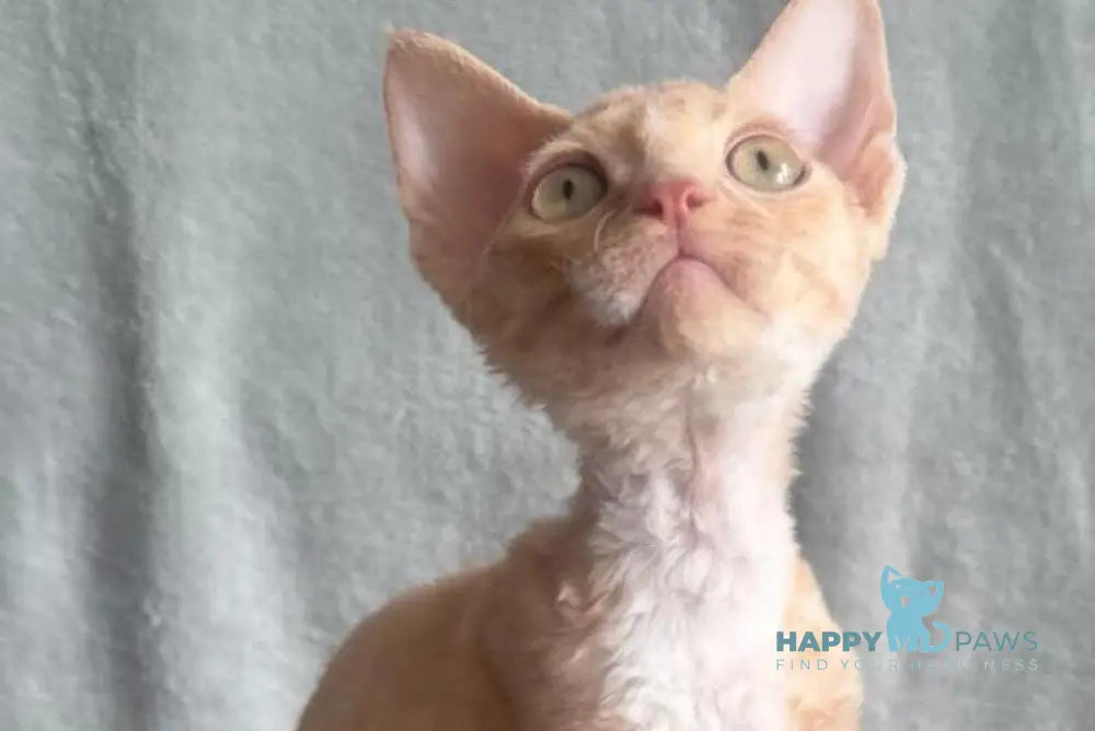 Lumea Devon Rex female red bicolour - live animals