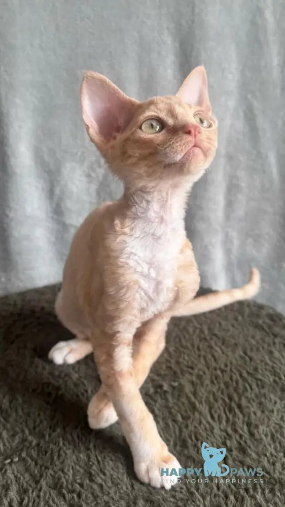 Lumea Devon Rex female red bicolour - live animals