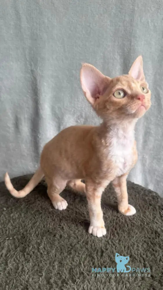 Lumea Devon Rex female red bicolour - live animals