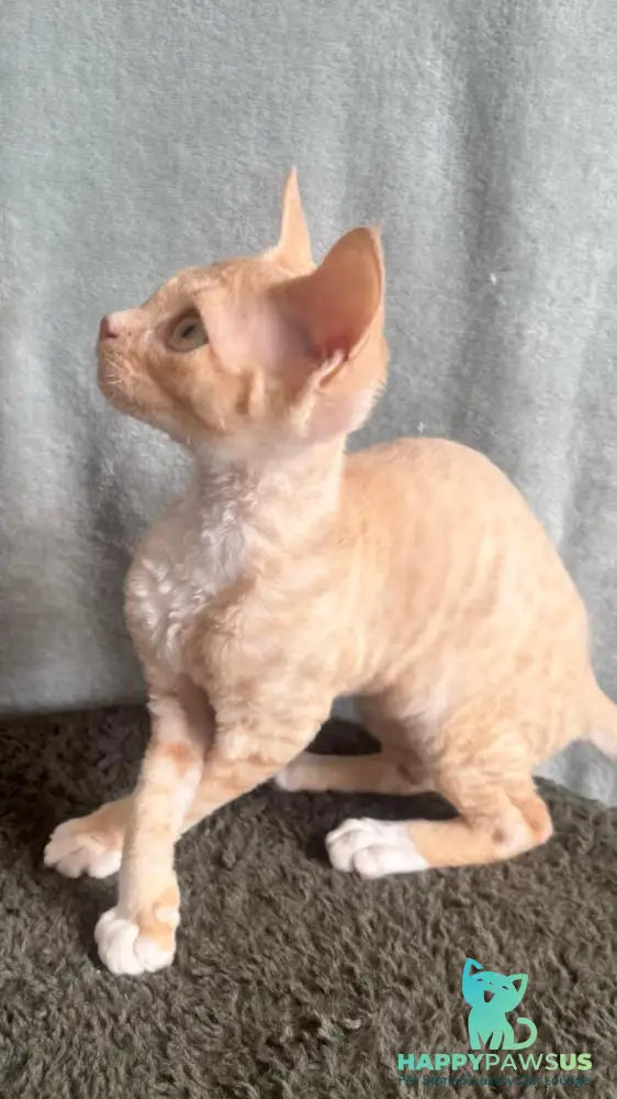 Lumea Devon Rex female red bicolour - live animals