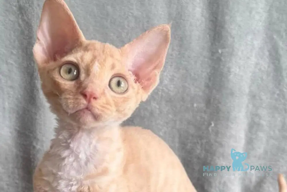 Lumea Devon Rex female red bicolour - live animals