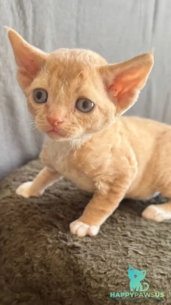 Lumea Devon Rex female red bicolour - live animals