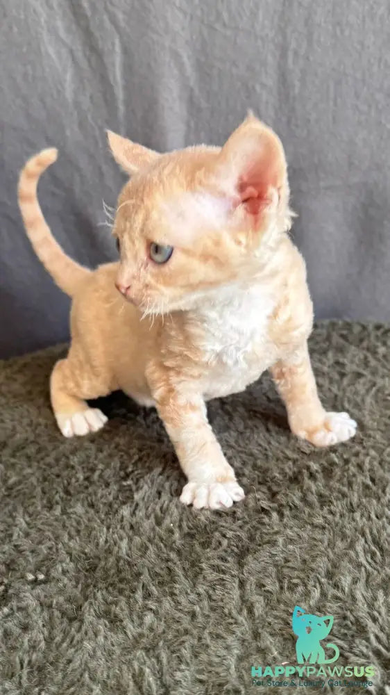 Lumea Devon Rex female red bicolour - live animals