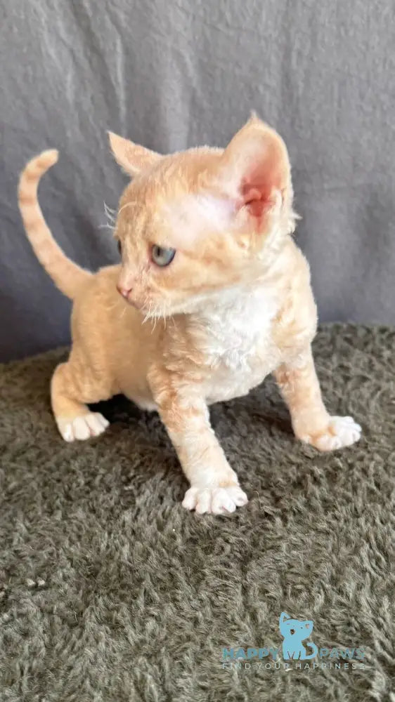 Lumea Devon Rex female red bicolour - live animals