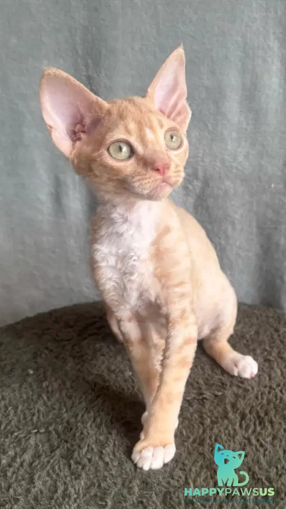 Lumea Devon Rex female red bicolour - live animals