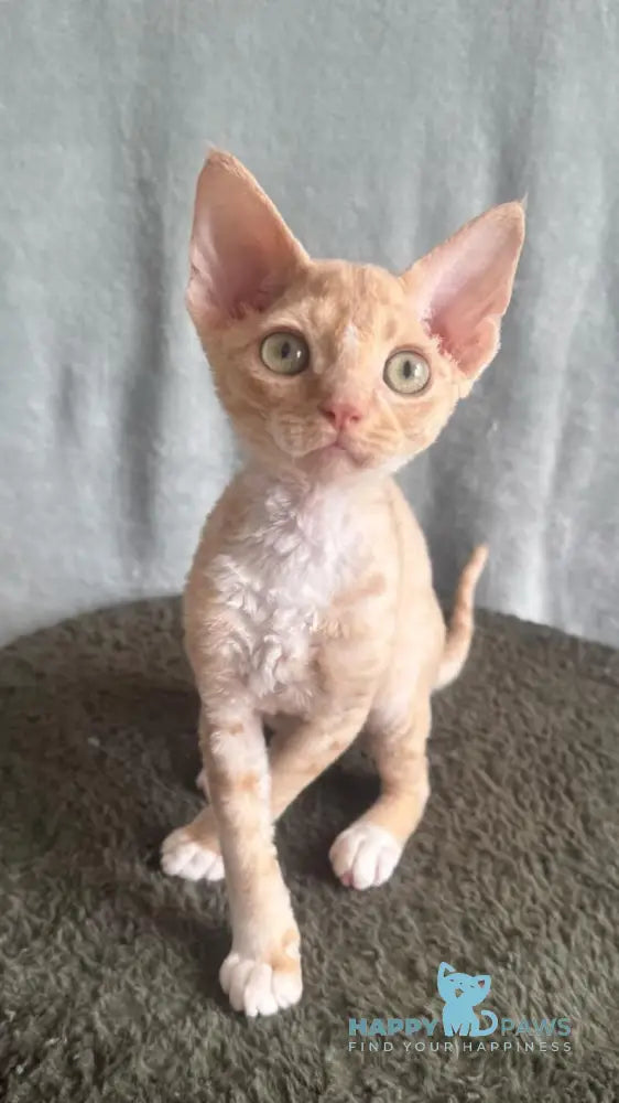 Lumea Devon Rex female red bicolour - live animals