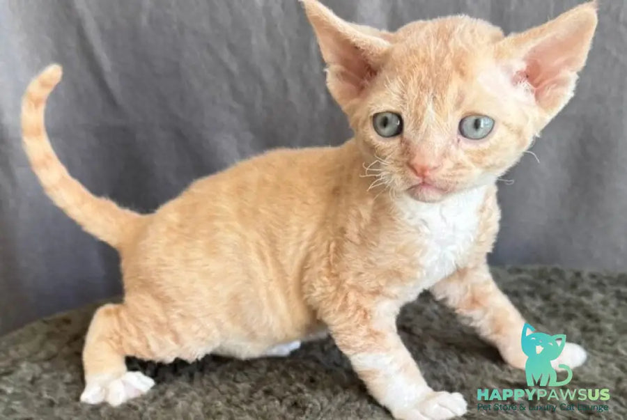 Lumea Devon Rex female red bicolour - live animals