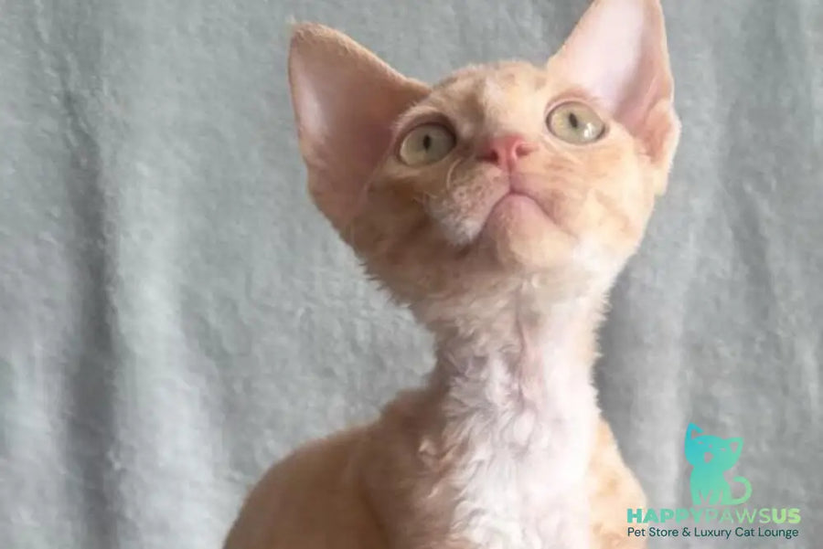 Lumea Devon Rex female red bicolour - live animals