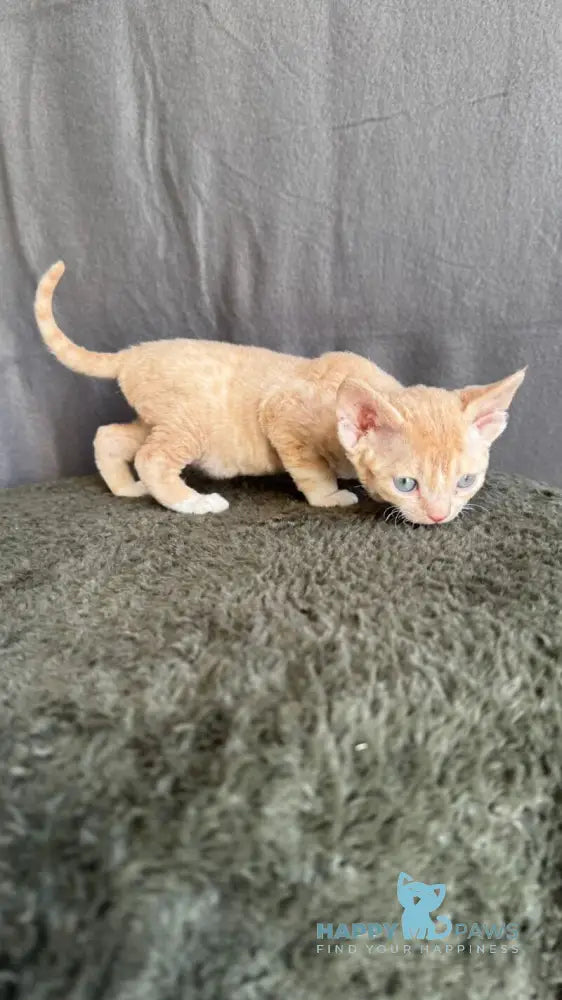 Lumea Devon Rex female red bicolour - live animals
