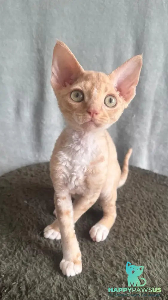 Lumea Devon Rex female red bicolour - live animals