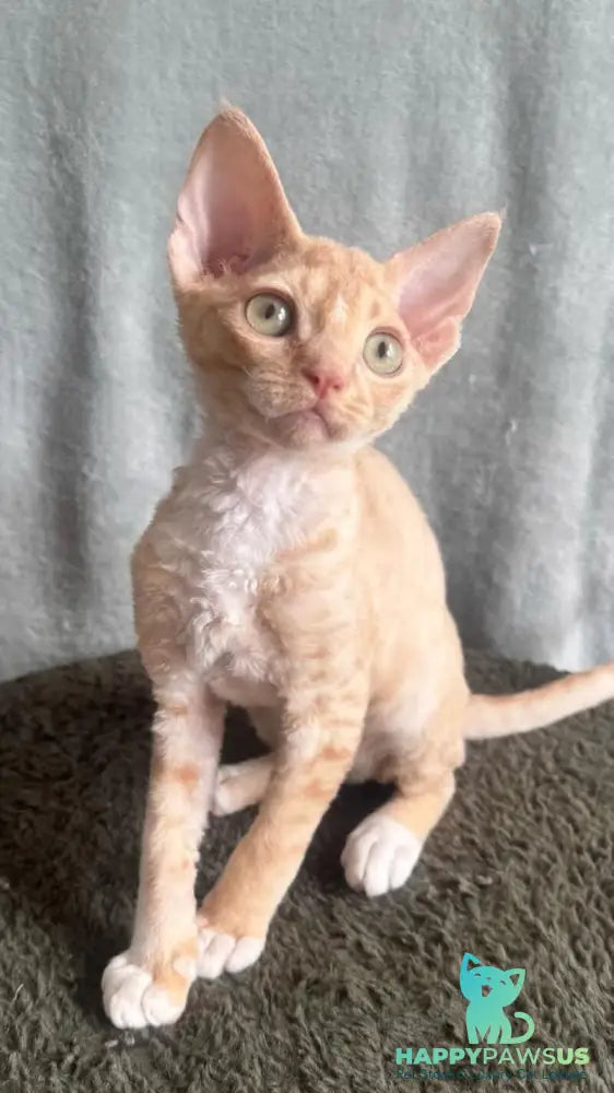 Lumea Devon Rex female red bicolour - live animals