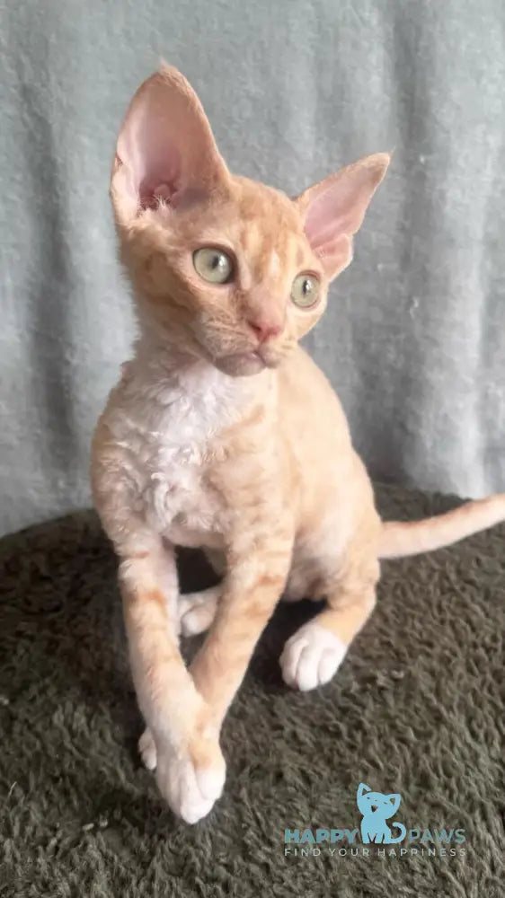 Lumea Devon Rex female red bicolour - live animals