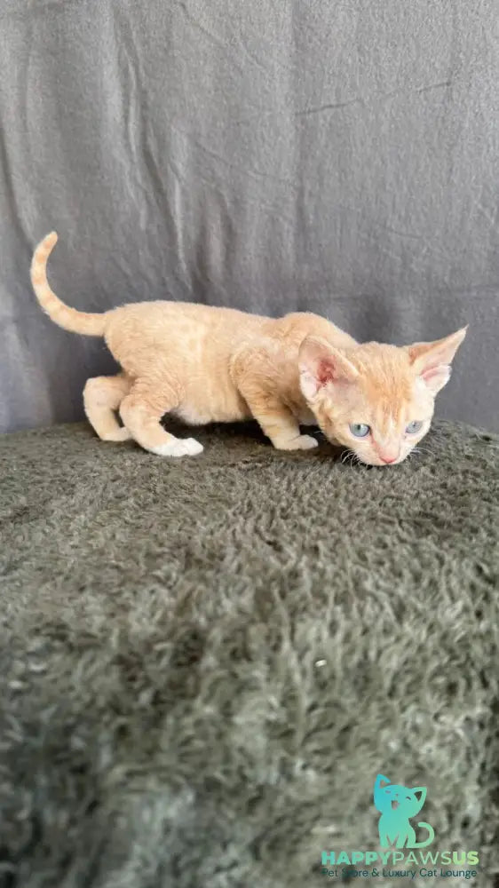 Lumea Devon Rex female red bicolour - live animals