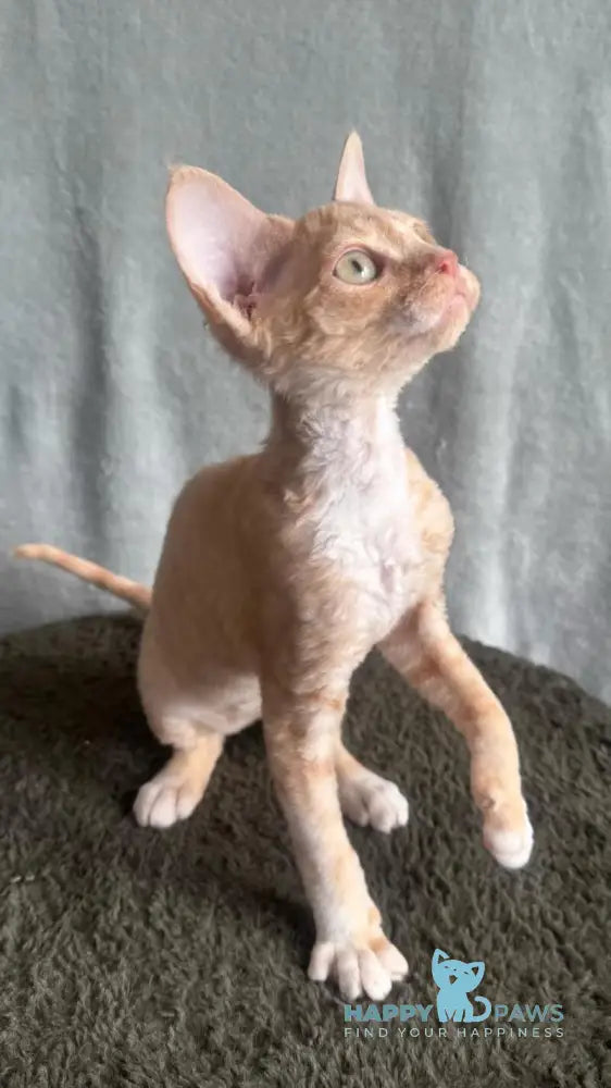 Lumea Devon Rex female red bicolour - live animals