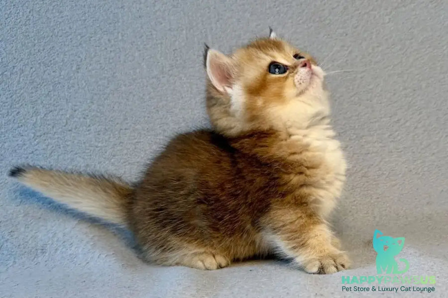 Lumiq Munchkin male black golden ticked tabby - live animals