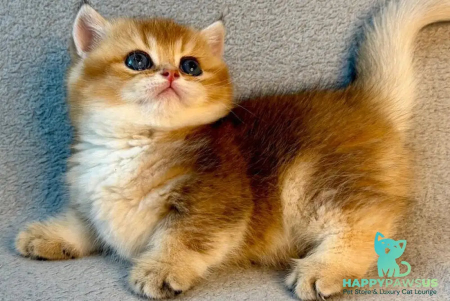 Lumiq Munchkin male black golden ticked tabby - live animals
