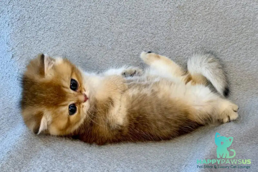 Lumiq Munchkin male black golden ticked tabby - live animals