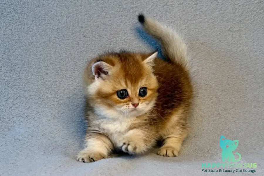 Lumiq Munchkin male black golden ticked tabby - live animals