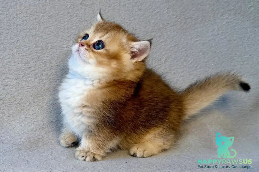 Lumiq Munchkin male black golden ticked tabby - live animals
